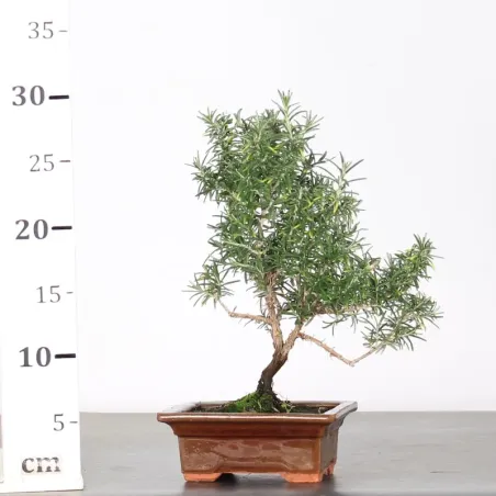 image supplémentaire - ROMARIN "ROSMARINUS" 1-4