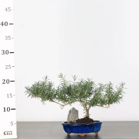 image supplémentaire - ROMARIN "ROSMARINUS" 1-5