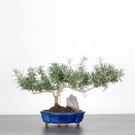 ROMARIN "ROSMARINUS" 1-5