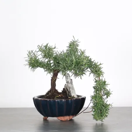 ROMARIN "ROSMARINUS" 1-6