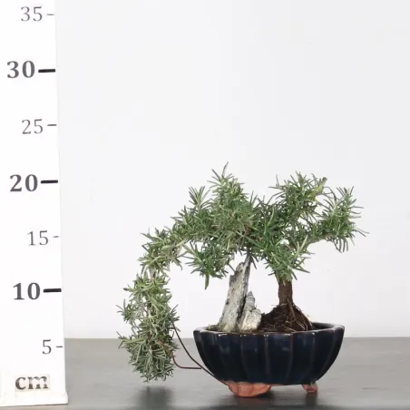 image supplémentaire - ROMARIN "ROSMARINUS" 1-6