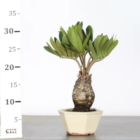 image supplémentaire - ZAMIA 1-4