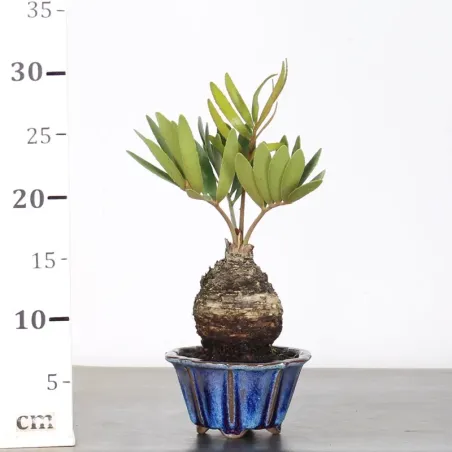 image supplémentaire - ZAMIA 1-7