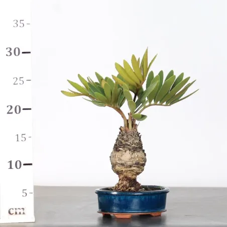 image supplémentaire - ZAMIA 1-8