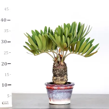 image supplémentaire - ZAMIA 1-11