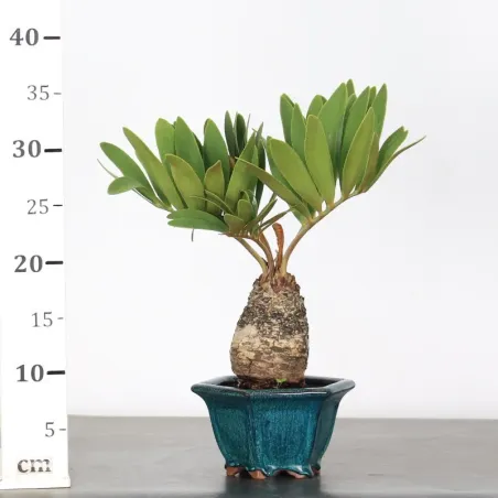 image supplémentaire - ZAMIA 2-1