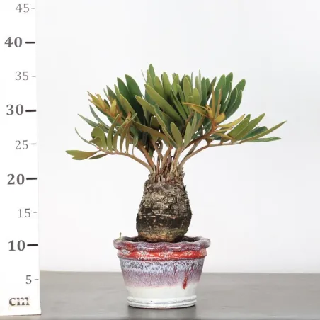 image supplémentaire - ZAMIA 2-4