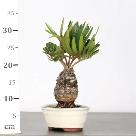 image supplémentaire - ZAMIA 2-14