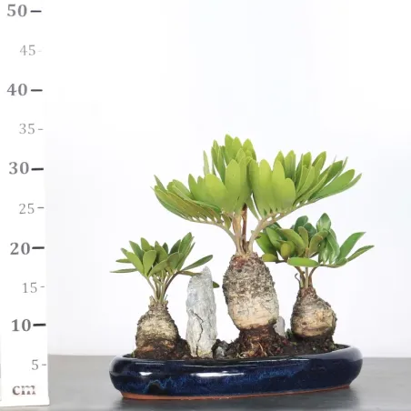 image supplémentaire - FOREST ZAMIA 2-15