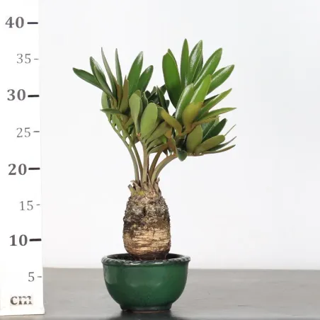 image supplémentaire - ZAMIA 3-1