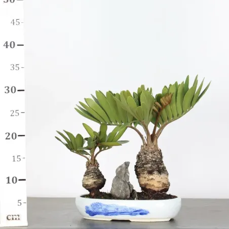 image supplémentaire - FORÊT ZAMIA 3-4