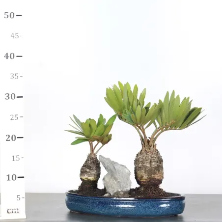 image supplémentaire - FOREST ZAMIA 3-5