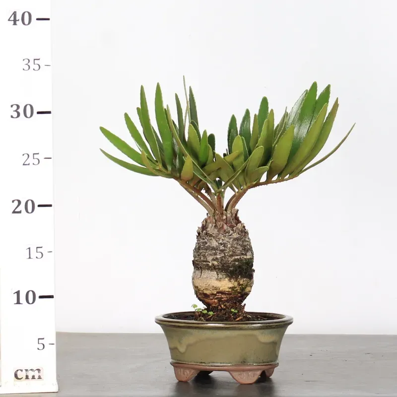 image supplémentaire - ZAMIA 3-7