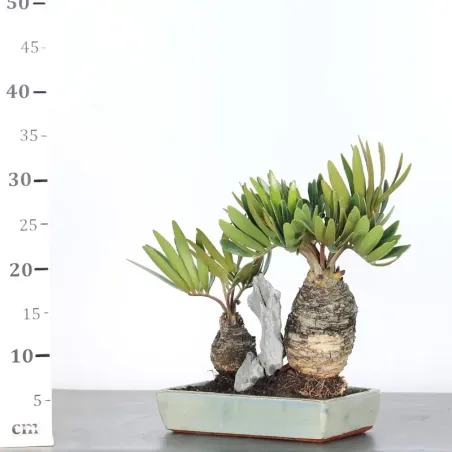 image supplémentaire - FOREST ZAMIA 3-8