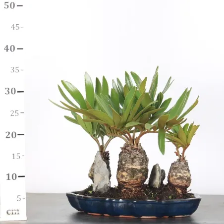 image supplémentaire - FORÊT ZAMIA 3-9