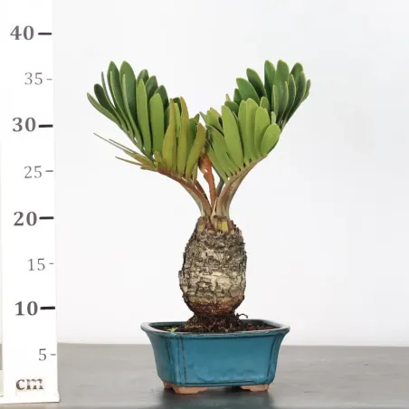 image supplémentaire - ZAMIA 3-10