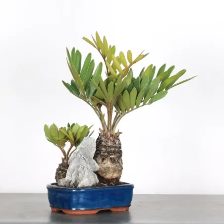 image supplémentaire - FOREST ZAMIA 3-11