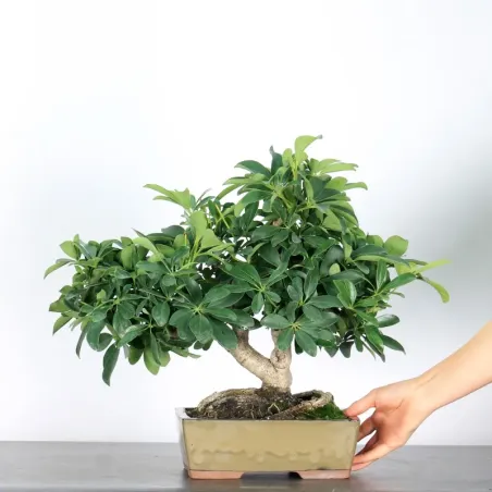 image supplémentaire - FICUS SCHEFFLERA 1-1