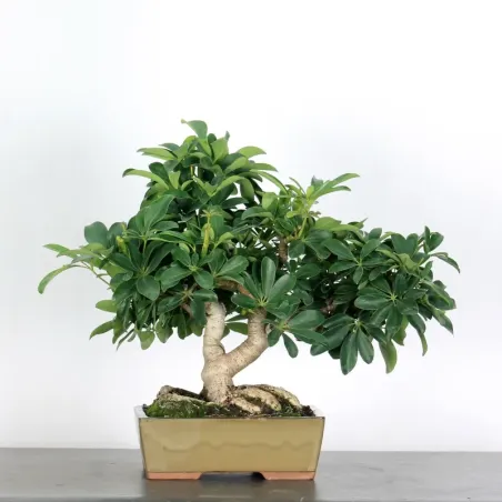 FICUS SCHEFFLERA 1-1