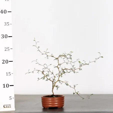 image supplémentaire - SOPHORA JAPONICA "LITTLE...