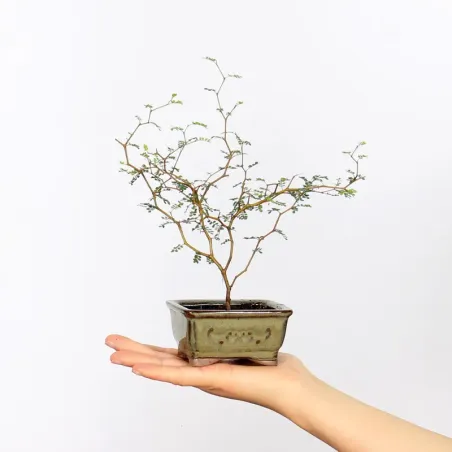 SOPHORA JAPONICA "LITTLE BABY" 1-9