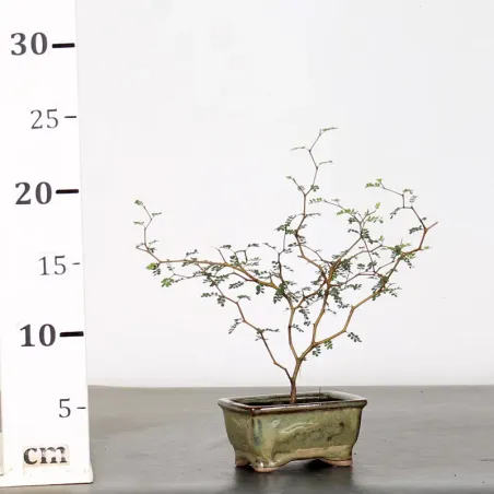 image supplémentaire - SOPHORA JAPONICA "LITTLE...