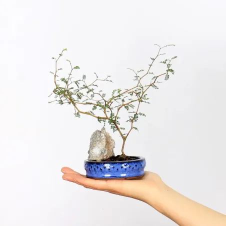 SOPHORA JAPONICA "LITTLE BABY" 1-10