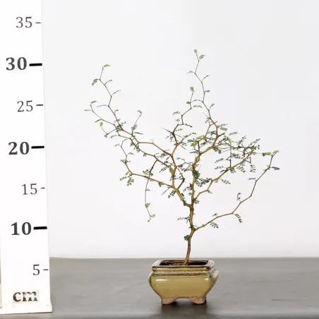 image supplémentaire - SOPHORA JAPONICA "LITTLE...