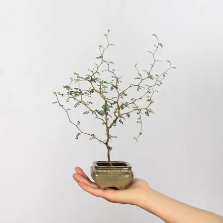 SOPHORA JAPONICA "LITTLE BABY" 1-11