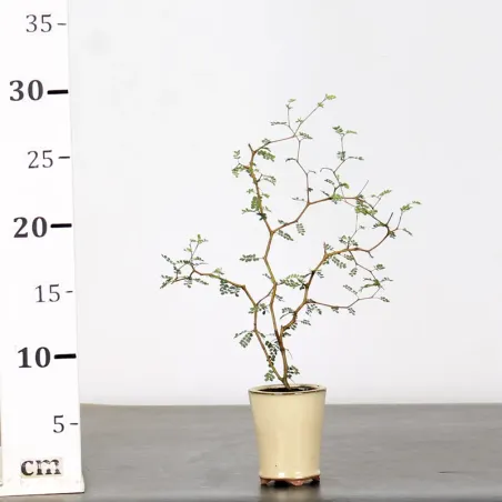 image supplémentaire - SOPHORA JAPONICA "LITTLE...