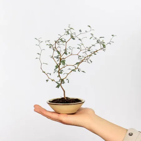 SOPHORA JAPONICA "LITTLE BABY" 1-13