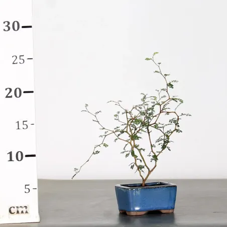 image supplémentaire - SOPHORA JAPONICA "LITTLE...