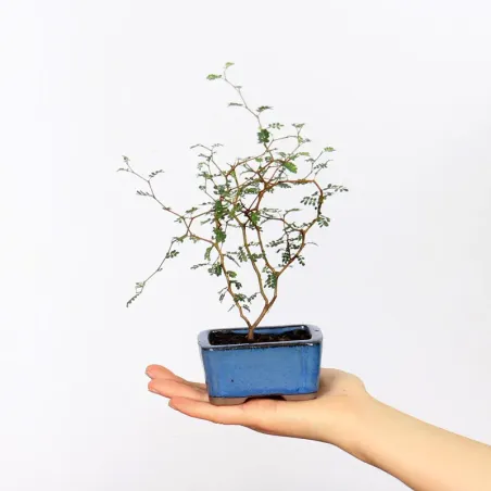 SOPHORA JAPONICA "LITTLE BABY" 1-14