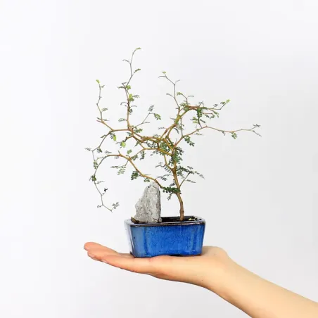 SOPHORA JAPONICA "LITTLE BABY" 1-15