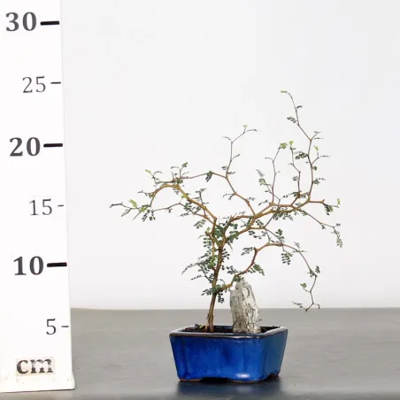 image supplémentaire - SOPHORA JAPONICA "LITTLE...