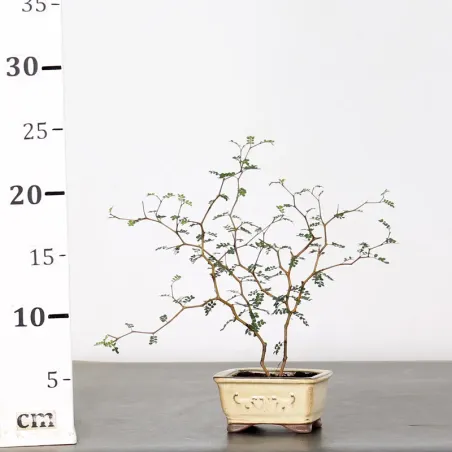 image supplémentaire - SOPHORA JAPONICA "LITTLE...