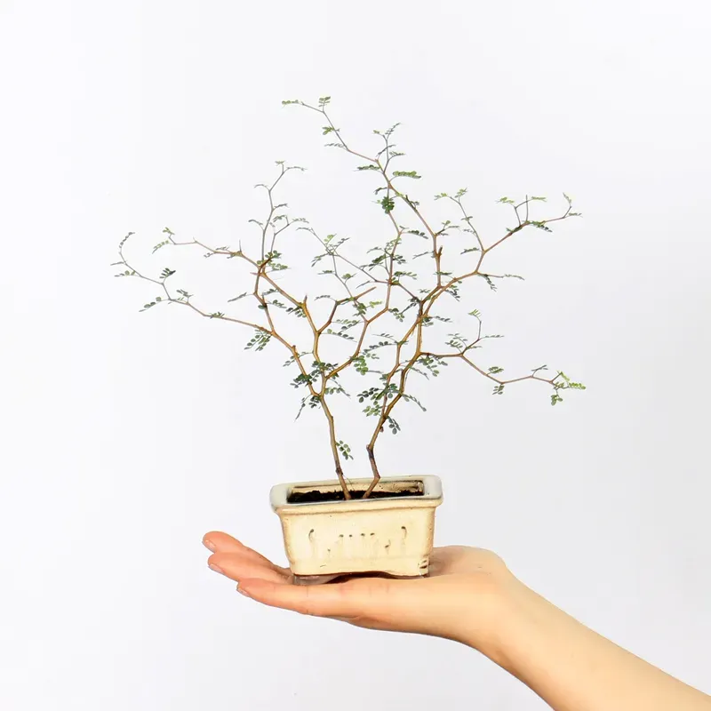 SOPHORA JAPONICA "LITTLE BABY" 2-1