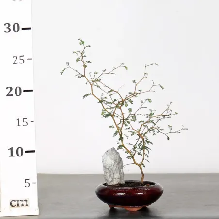 image supplémentaire - SOPHORA JAPONICA "LITTLE...