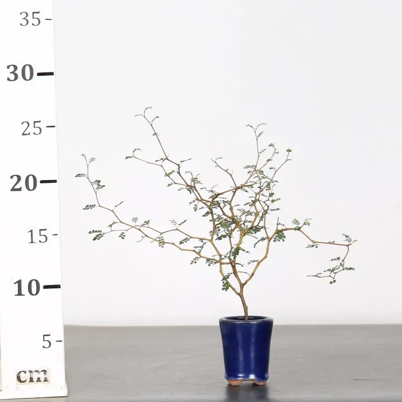 image supplémentaire - SOPHORA JAPONICA "LITTLE...