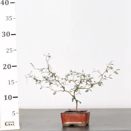 image supplémentaire - SOPHORA JAPONICA "LITTLE...