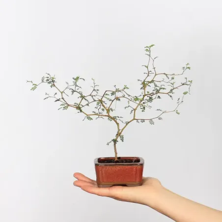 SOPHORA JAPONICA "LITTLE BABY" 2-4