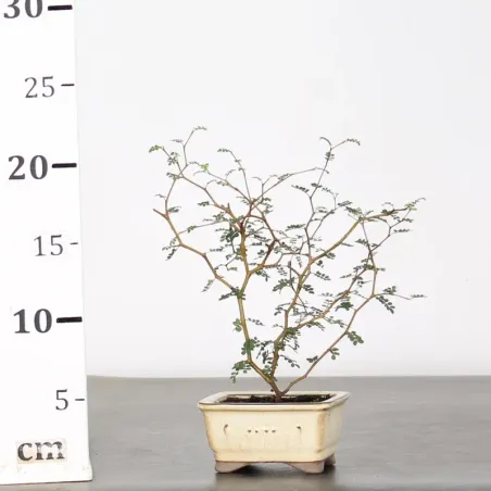 image supplémentaire - SOPHORA JAPONICA "LITTLE...