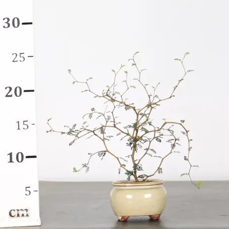 image supplémentaire - SOPHORA JAPONICA "LITTLE...