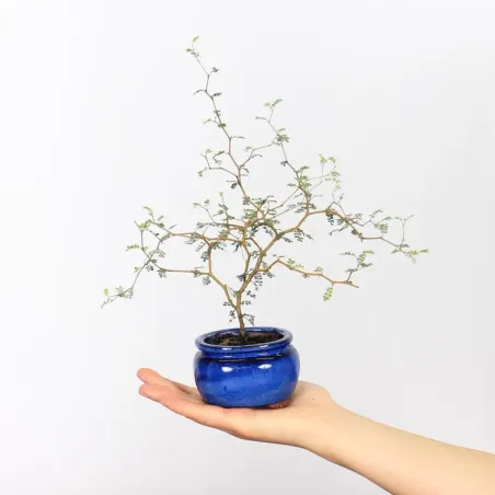 SOPHORA JAPONICA "LITTLE BABY" 2-7