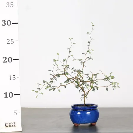 image supplémentaire - SOPHORA JAPONICA "LITTLE...