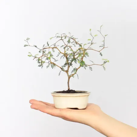 SOPHORA JAPONICA "LITTLE BABY" 2-8