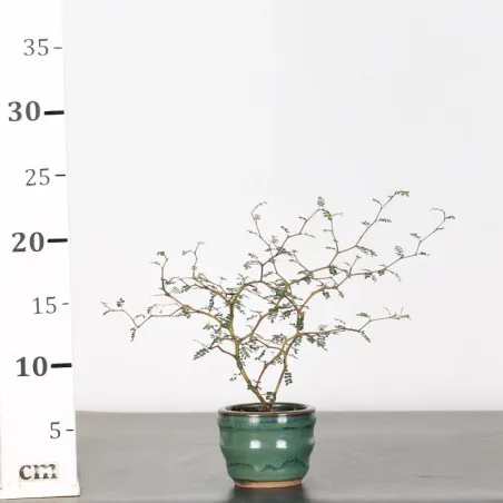 image supplémentaire - SOPHORA JAPONICA "LITTLE...