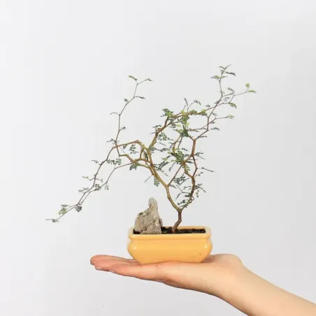 SOPHORA JAPONICA "LITTLE BABY" 2-10