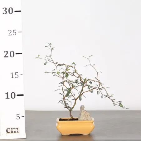 image supplémentaire - SOPHORA JAPONICA "LITTLE...