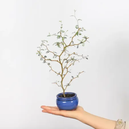 SOPHORA JAPONICA "LITTLE BABY" 2-11